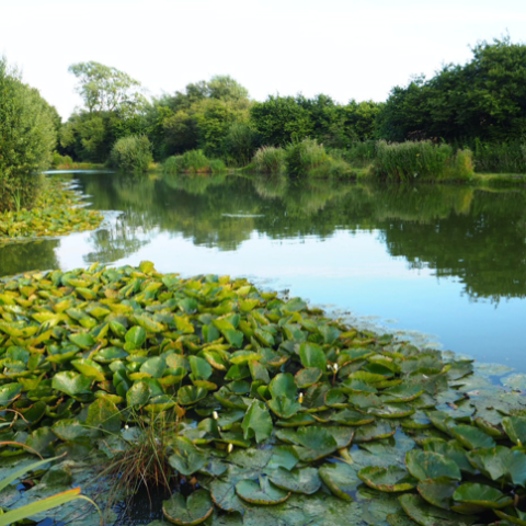 Whitepost Lakes